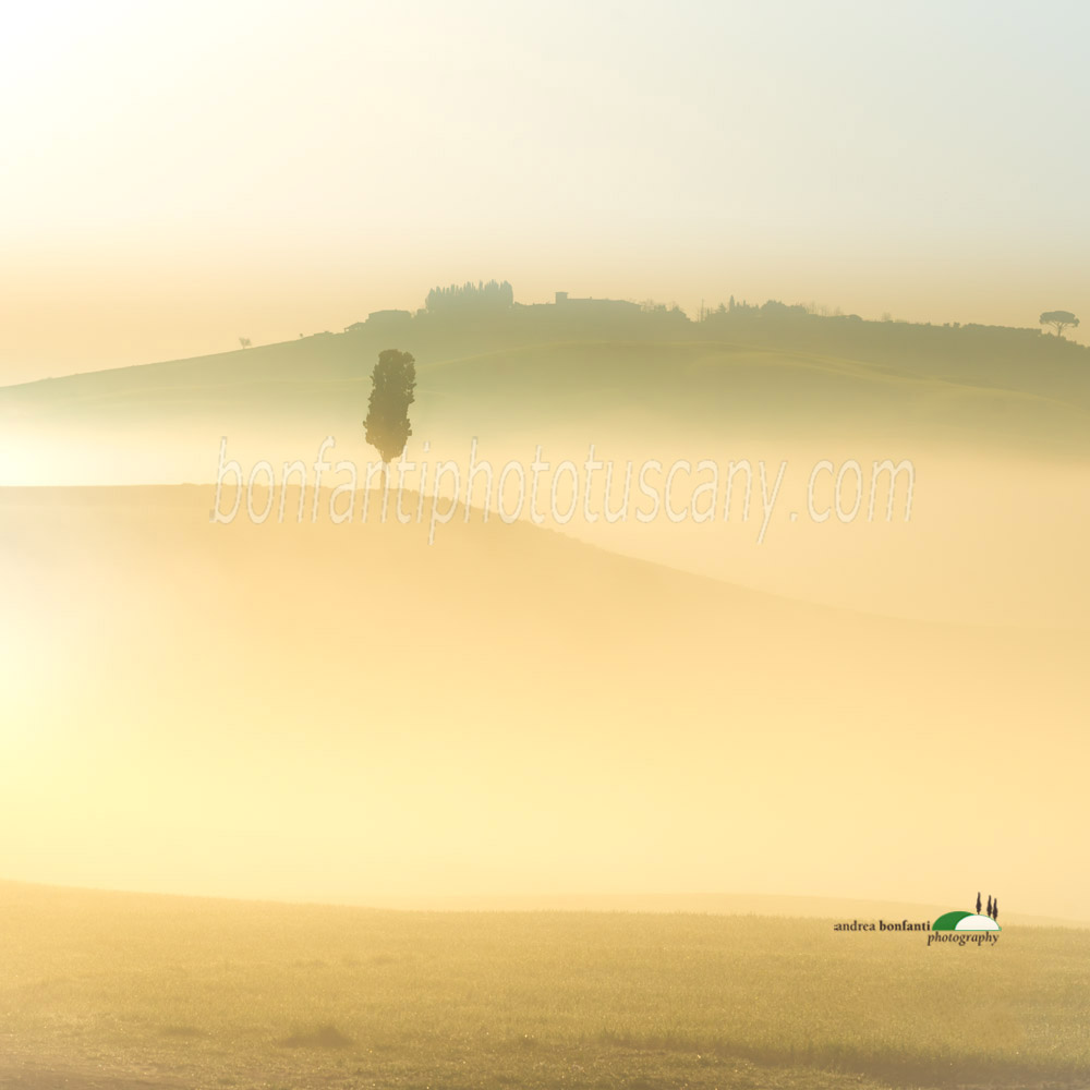 cypress tree solo in the valley of Mucigliani.jpg