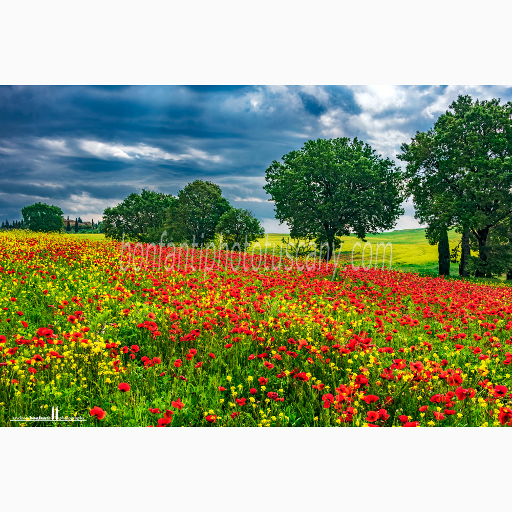 crete senesi landscape Spring #8 arbia.jpg
