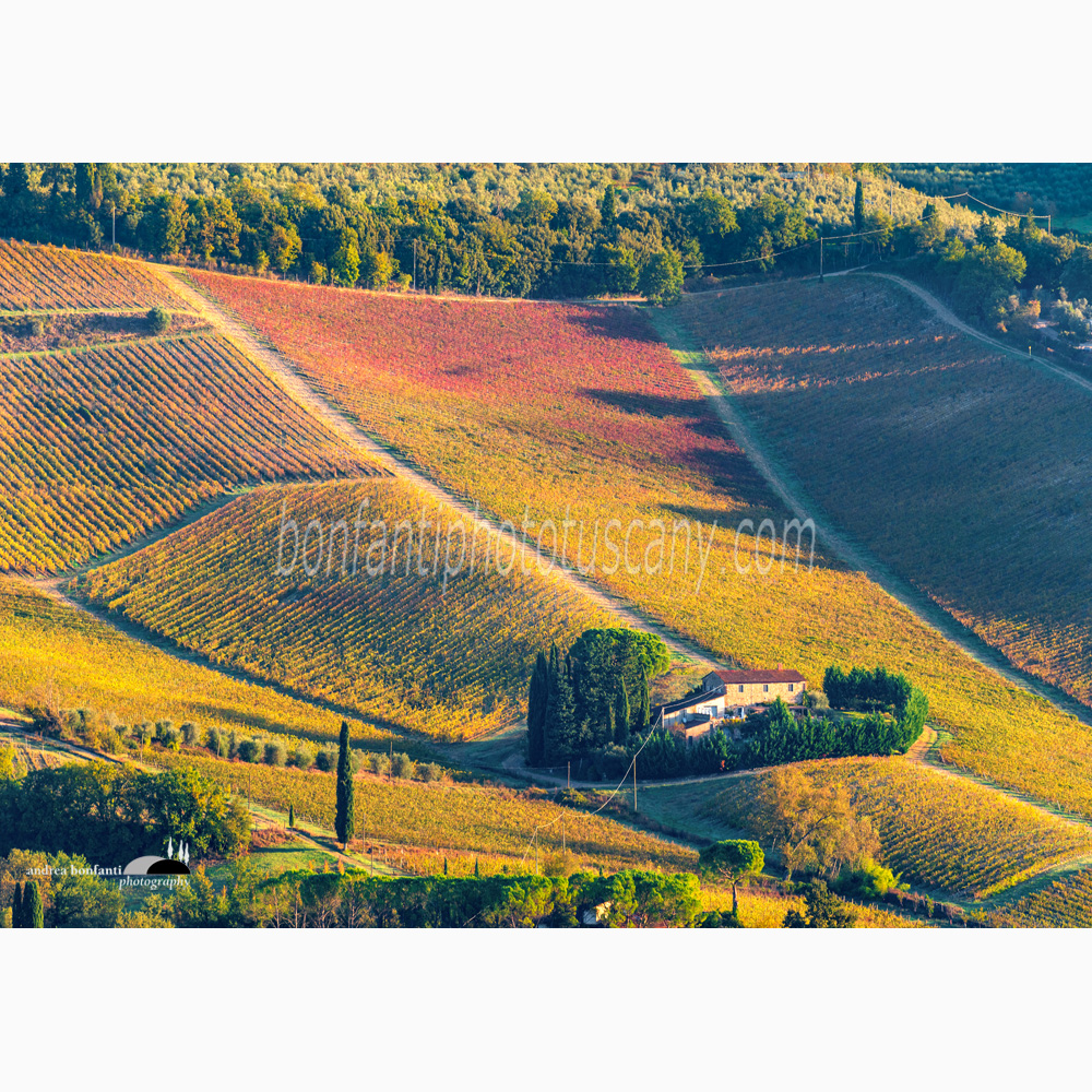 vineyards arranged in "Rittochino" fall down from the hillside of San Casciano.jpg vineyards arranged in "Rittochino" fall down from the hillside of San Casciano.jpg
