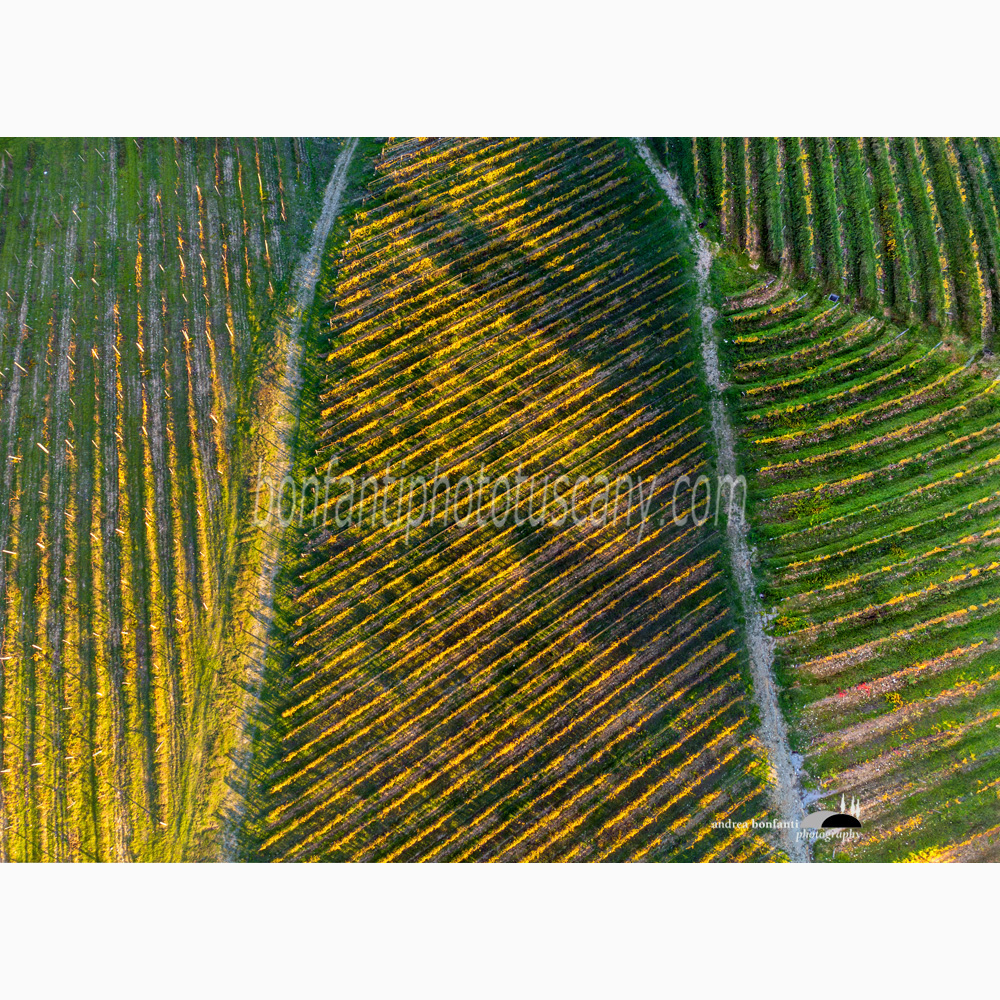 geometric vineyard pattern in the countryside of Gaiole in Chianti.jpg geometric vineyard pattern in the countryside of Gaiole in Chianti.jpg