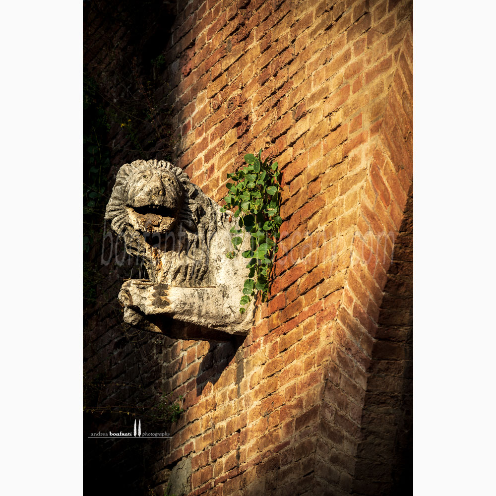 Siena - leone di fonte branda