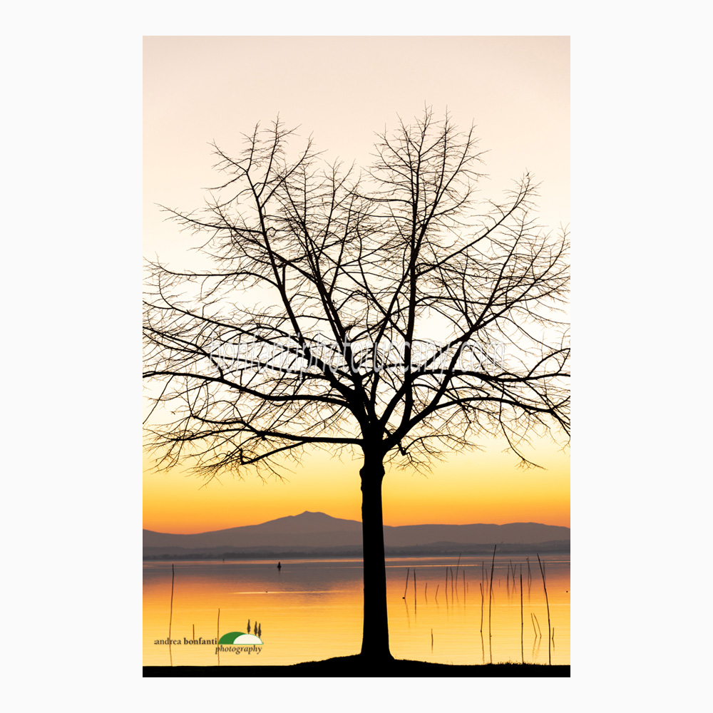 winter sapling on trasimeno lakeshore.jpg