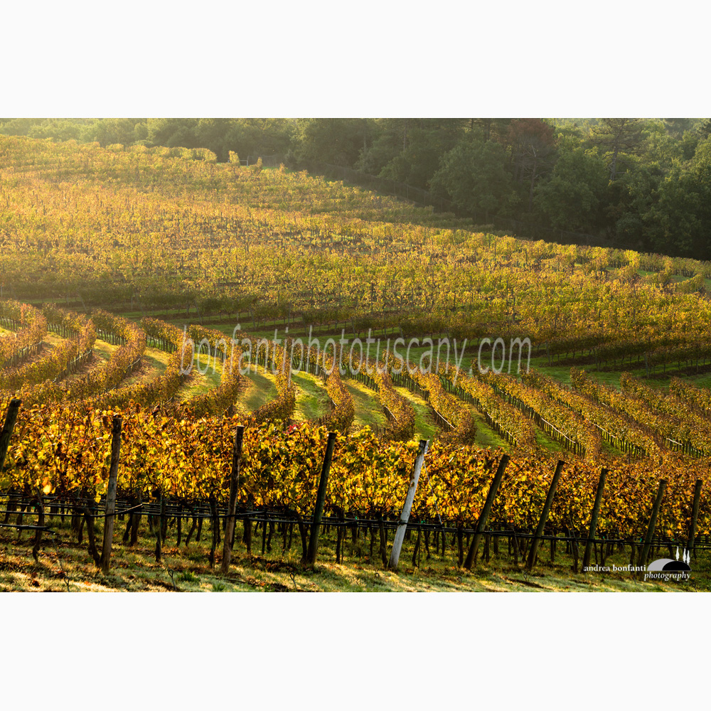 autumn vineyard pattern in Arceno (Castelnuovo Berardenga).jpg autumn vineyard pattern in Arceno (Castelnuovo Berardenga).jpg