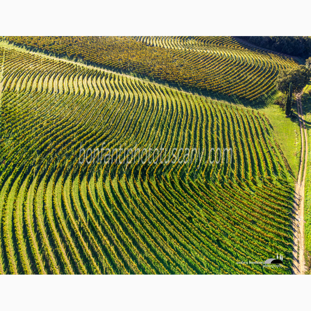 brushed hill with vineyards nearby San Gusmè.jpg brushed hill with vineyards nearby San Gusmè.jpg