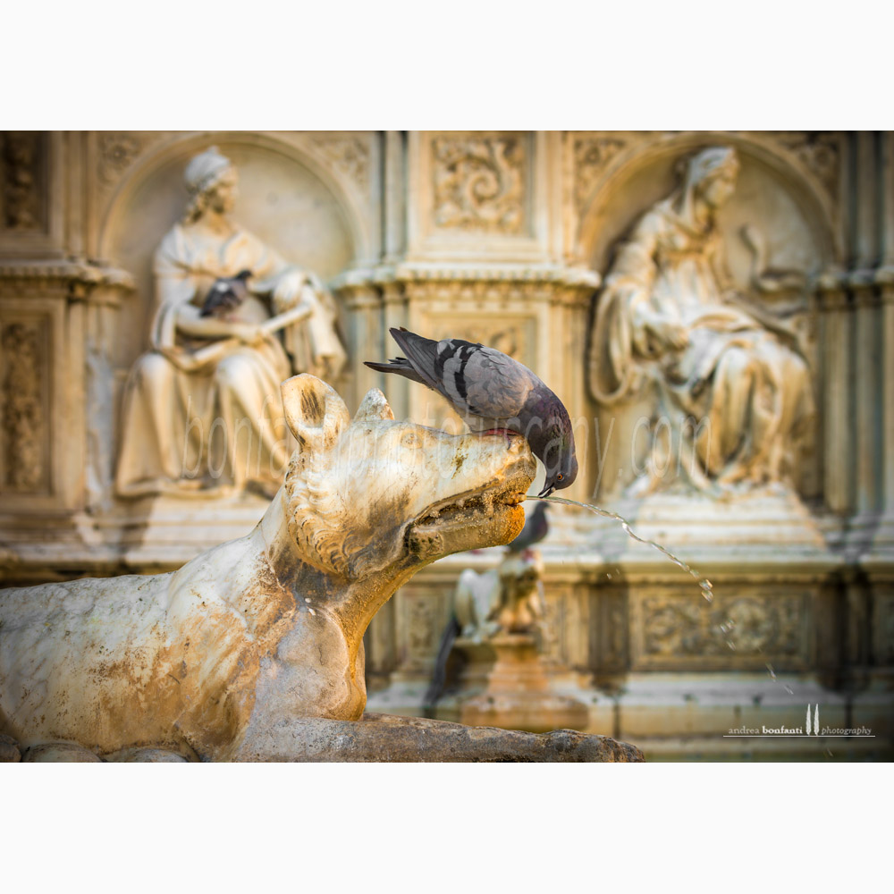 Siena - fonte gaia #3 dettaglio lupa senese