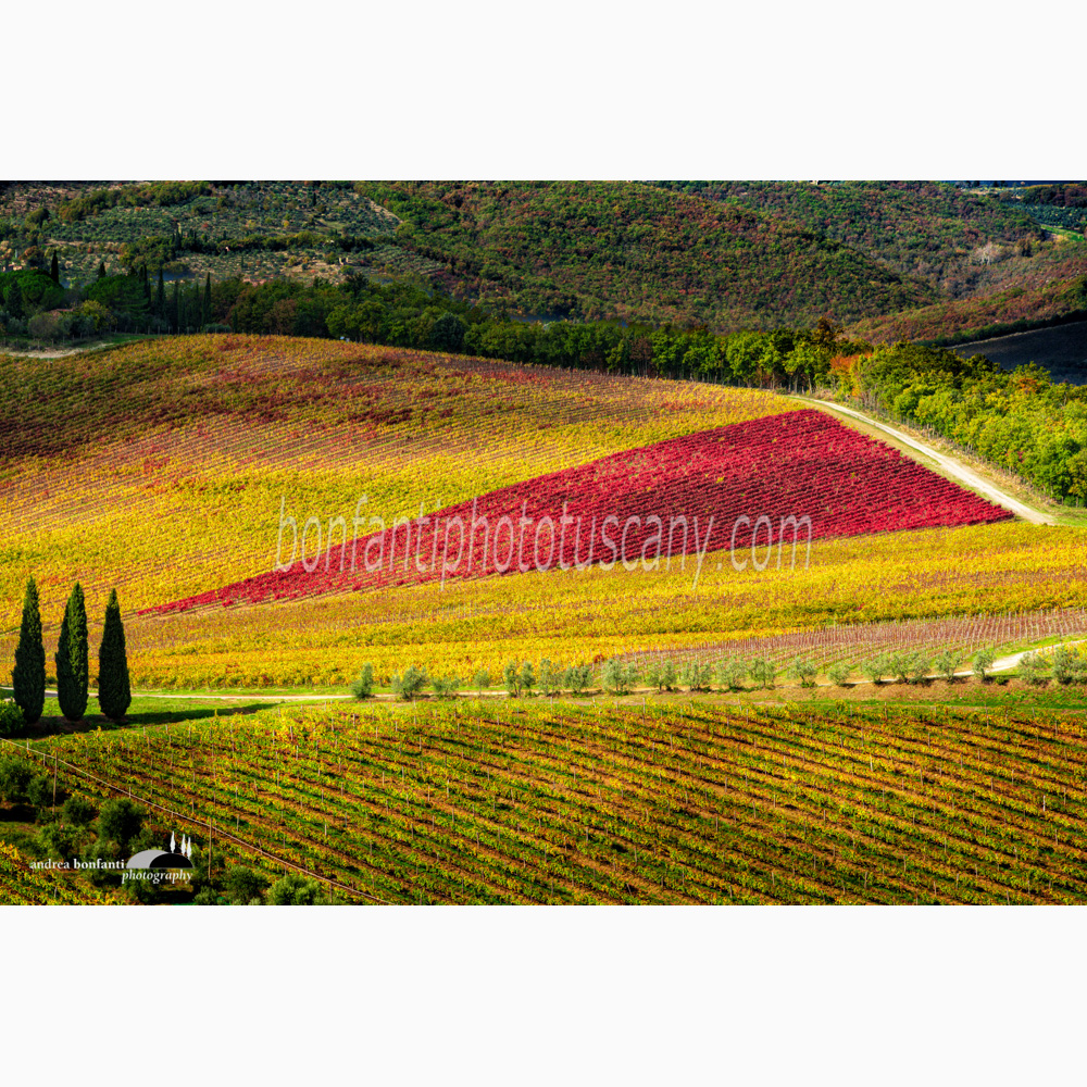 three cypresses in line and a red triangle of a vineyard.jpg three cypresses in line and a red triangle of a vineyard.jpg
