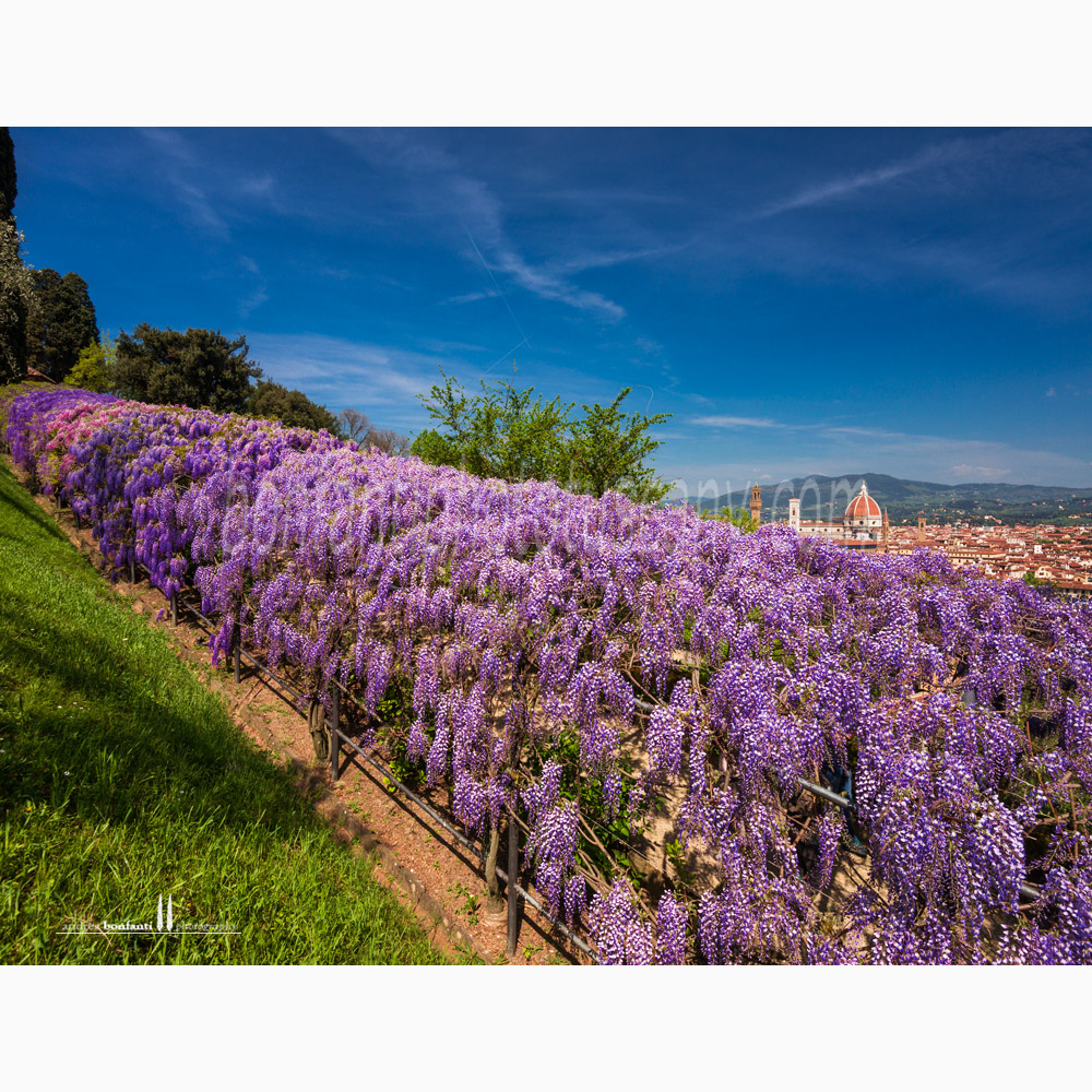 primavera al giardino Bardini - Firenze