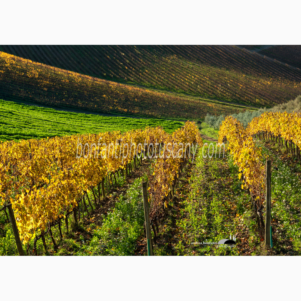 vineyards arranged in "rittochino" fall down from the hillside of San Donato in Perano.jpg vineyards arranged in "rittochino" fall down from the hillside of San Donato in Perano.jpg