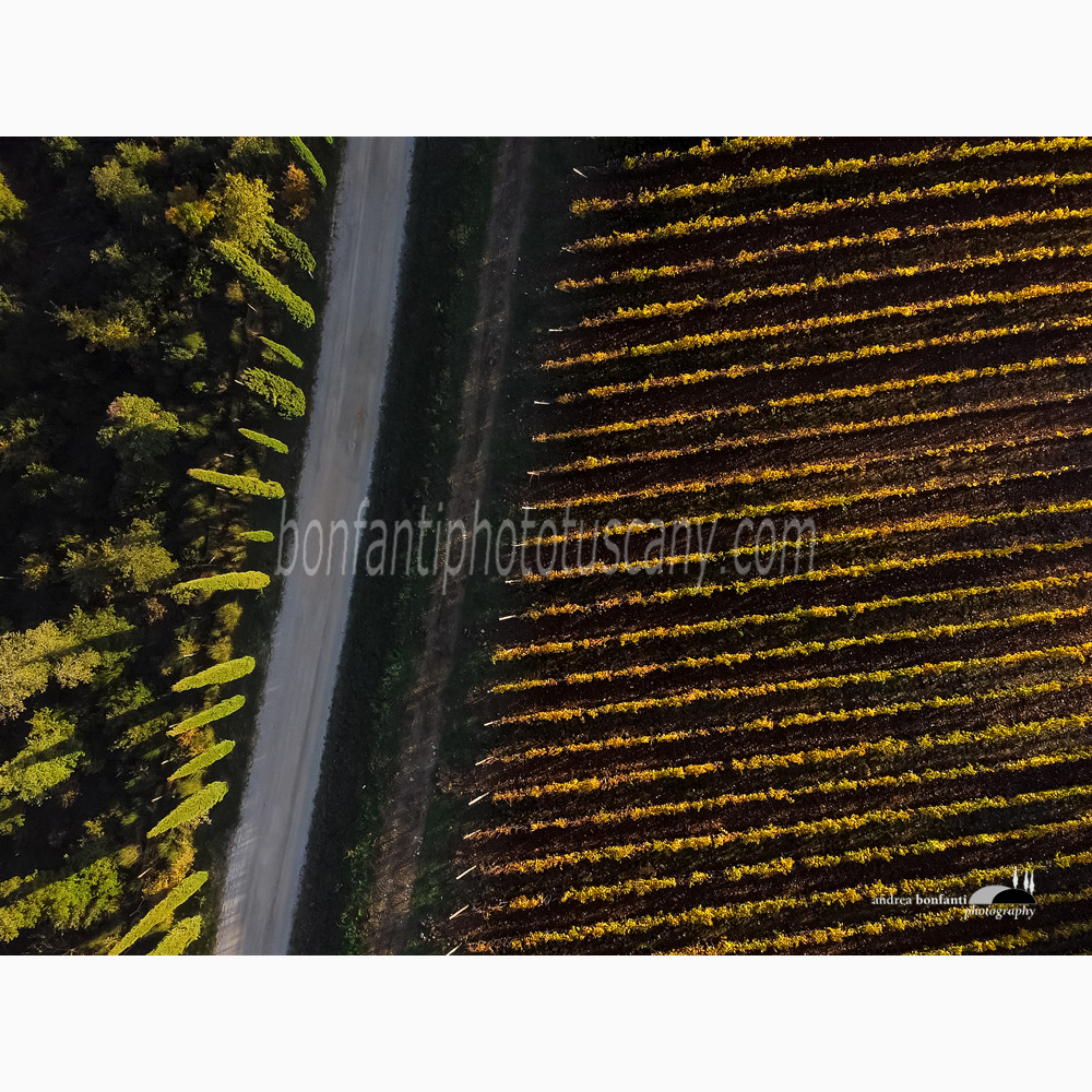 Brolio vineyards geometric structure and white road.jpg Brolio vineyards geometric structure and white road.jpg