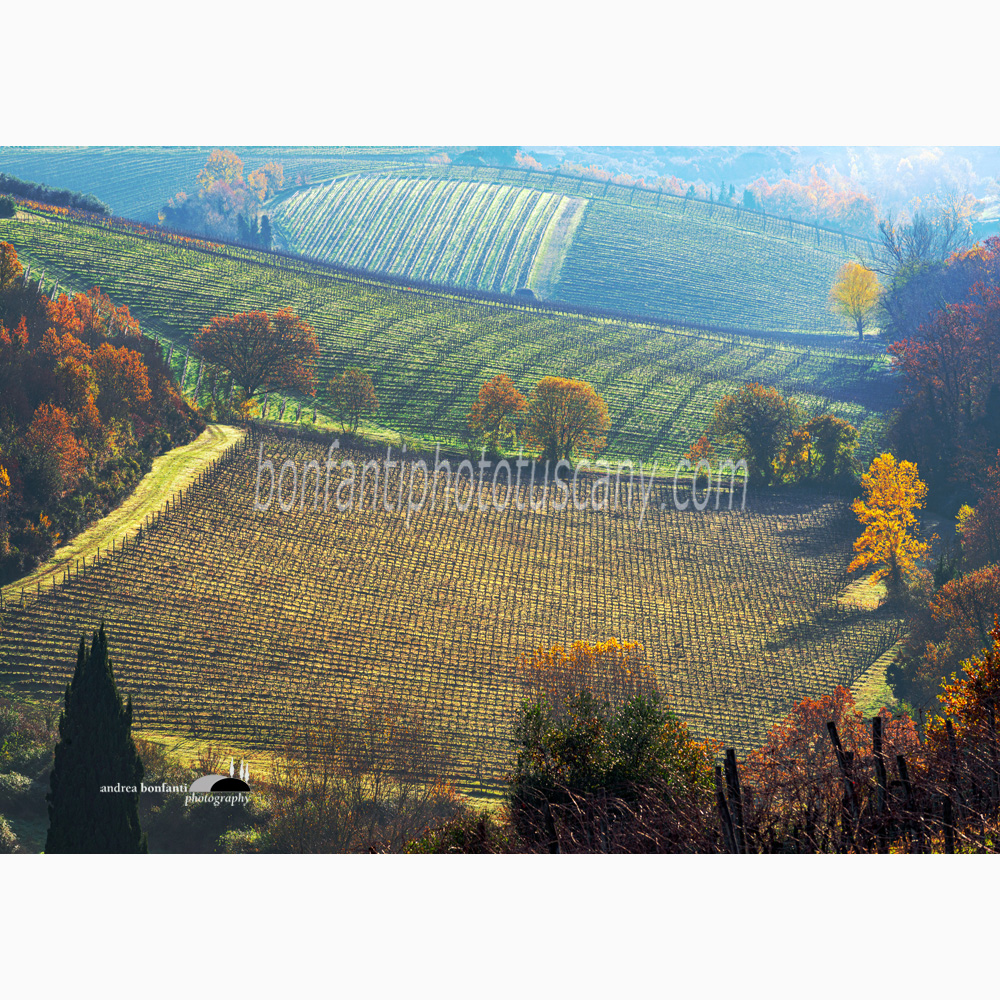 amazing vineyard patterns of Tignanello wine nearby San Casciano.jpg amazing vineyard patterns of Tignanello wine nearby San Casciano.jpg