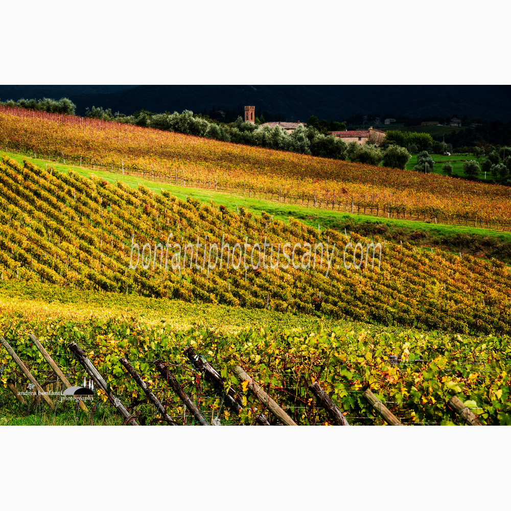 colorful Chianti vineyards near San Regolo.jpg colorful Chianti vineyards near San Regolo.jpg
