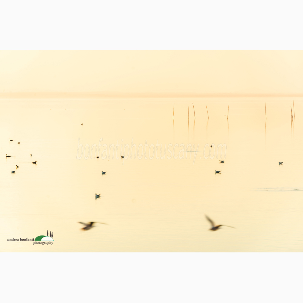 high key on trasimeno lake.jpg