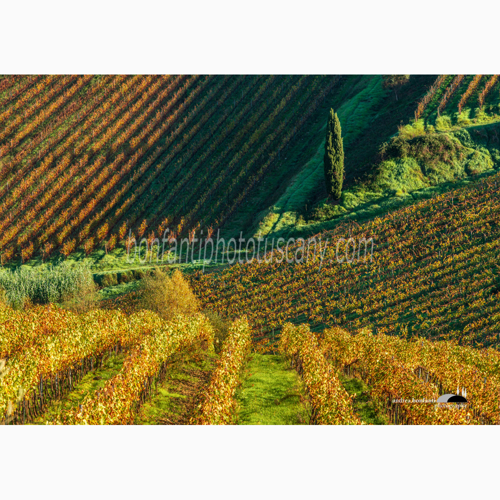 rolling hills with vineyards and a cypress tree in Mercatale val di Pesa.jpg rolling hills with vineyards and a cypress tree in Mercatale val di Pesa.jpg