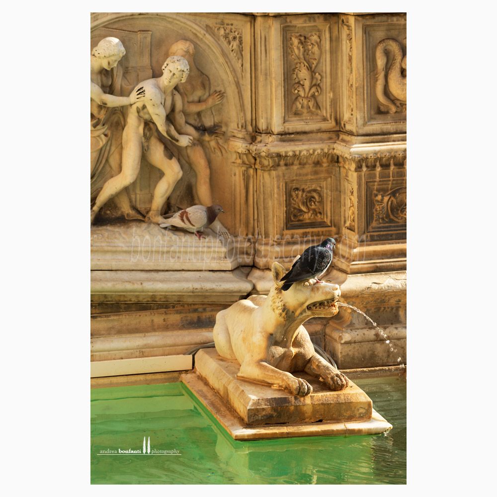 Siena - fonte gaia #5