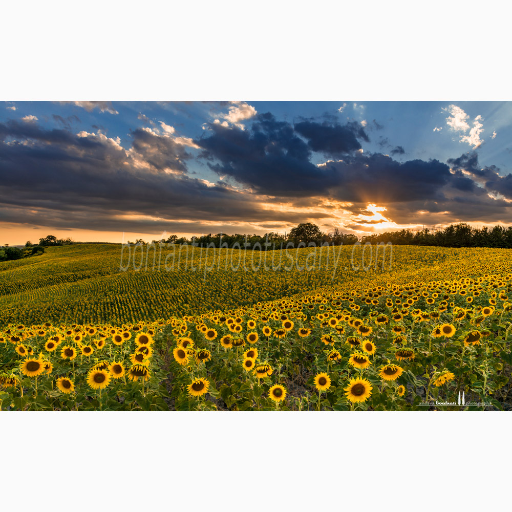 crete senesi landscape Summer #1 guistrigona.jpg