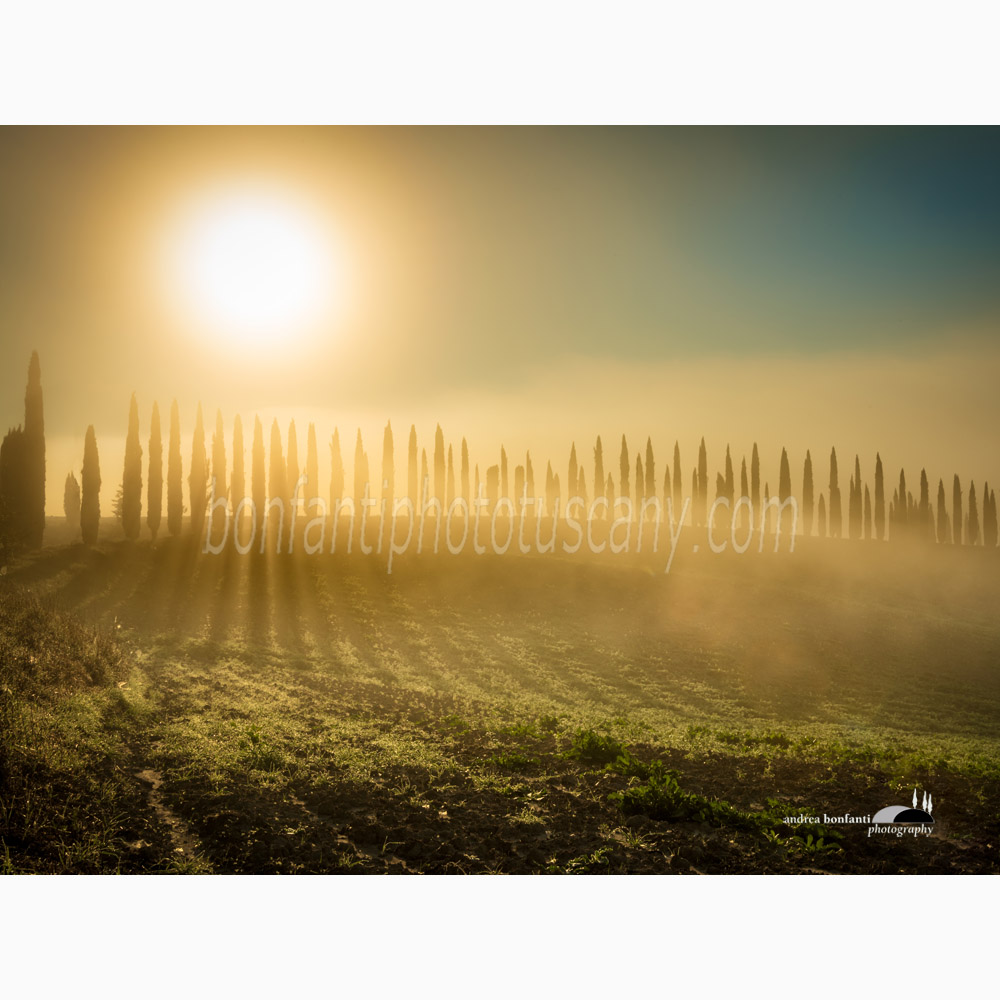 a backlight line of cypress trees in Monteroni d'Arbia.jpg