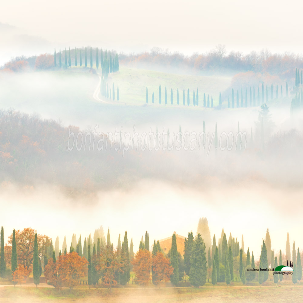 heavy fog and cypress trees.jpg