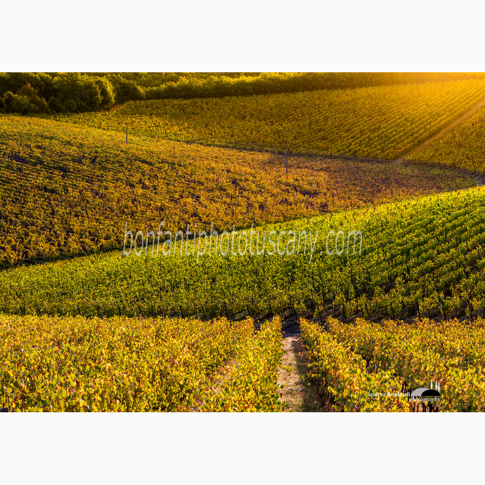 backlight of vineyard patterns near San Donato in Poggio.jpg backlight of vineyard patterns near San Donato in Poggio.jpg