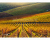 chianti vineyard patterns a photographic project by © andrea bonfanti ph.