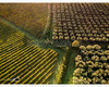 chianti vineyard patterns a photographic project by © andrea bonfanti ph.