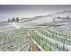 chianti vineyard patterns a photographic project by © andrea bonfanti ph.