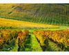 chianti vineyard patterns a photographic project by © andrea bonfanti ph.