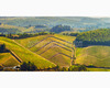 chianti vineyard patterns a photographic project by © andrea bonfanti ph.