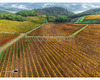 chianti vineyard patterns a photographic project by © andrea bonfanti ph.