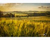 a young wheat field and leonina hills.jpg
