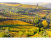 chianti vineyard patterns a photographic project by © andrea bonfanti ph.