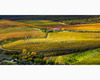 chianti vineyard patterns a photographic project by © andrea bonfanti ph.