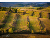 chianti vineyard patterns a photographic project by © andrea bonfanti ph.