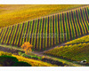 chianti vineyard patterns a photographic project by © andrea bonfanti ph.