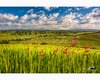 wheat field with wild flowers in leonina.jpg