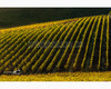 chianti vineyard patterns a photographic project by © andrea bonfanti ph.