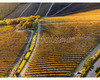 chianti vineyard patterns a photographic project by © andrea bonfanti ph.