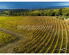 chianti vineyard patterns a photographic project by © andrea bonfanti ph.