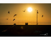 sunset with flying seagulls at san feliciano.jpg