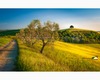 yellow rapeseed and olive grove in pieve a salti.jpg