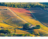 chianti vineyard patterns a photographic project by © andrea bonfanti ph.