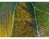 chianti vineyard patterns a photographic project by © andrea bonfanti ph.