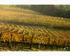 chianti vineyard patterns a photographic project by © andrea bonfanti ph.