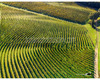 chianti vineyard patterns a photographic project by © andrea bonfanti ph.