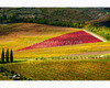 chianti vineyard patterns a photographic project by © andrea bonfanti ph.