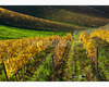 chianti vineyard patterns a photographic project by © andrea bonfanti ph.