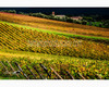 chianti vineyard patterns a photographic project by © andrea bonfanti ph.