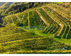 chianti vineyard patterns a photographic project by © andrea bonfanti ph.