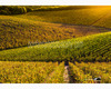 chianti vineyard patterns a photographic project by © andrea bonfanti ph.